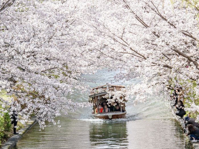 伏見十石船と桜の画像