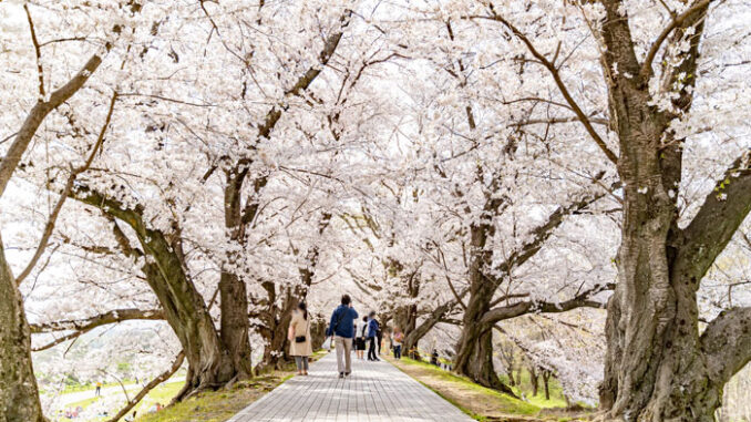 背割堤のさくらの画像