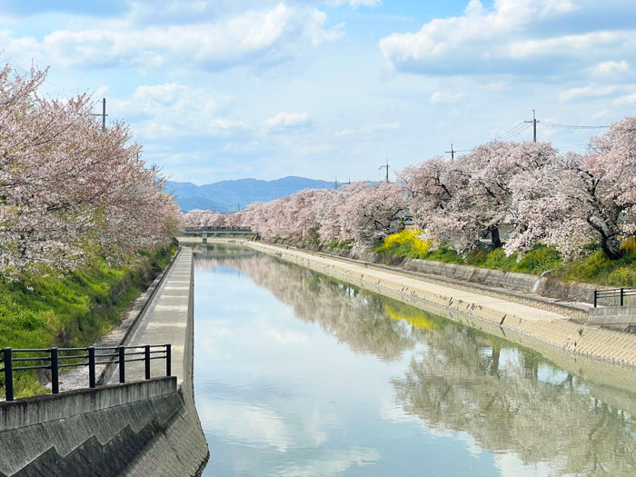 東一口の「前川堤の桜並木」の画像