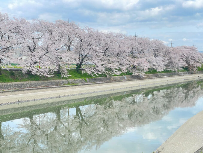 川に反射する桜並木の画像
