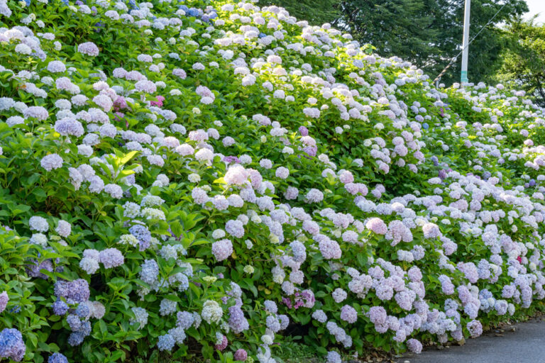 「さすてな京都」のきれいな紫陽花の画像