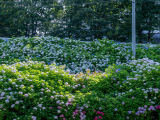 「さすてな京都」の紫陽花の画像