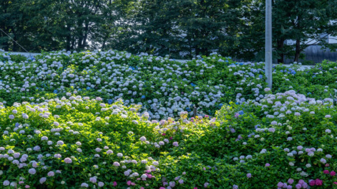 「さすてな京都」の紫陽花の画像