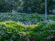 「さすてな京都」の紫陽花の画像