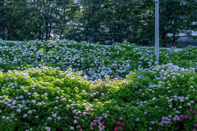 「さすてな京都」の紫陽花の画像