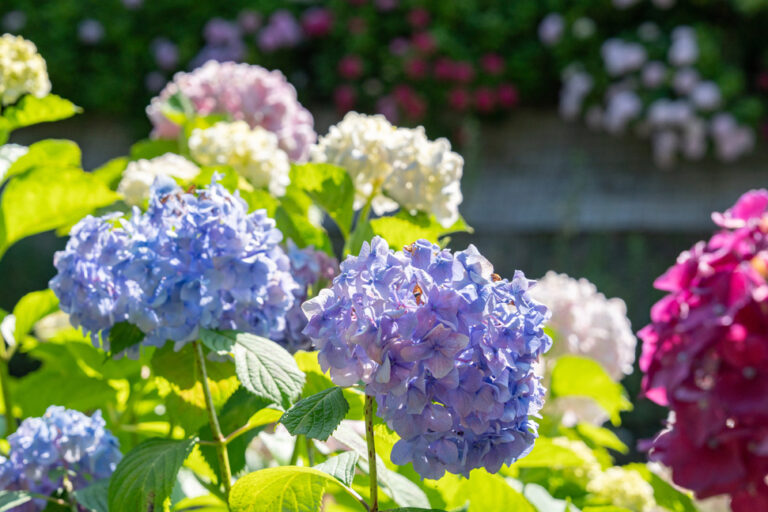 「さすてな京都」紫陽花のアップの画像