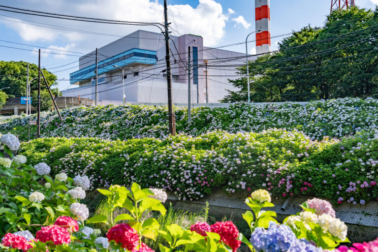 「さすてな京都」の施設と紫陽花の画像