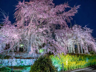 宇治市植物公園の桜ライトアップの画像
