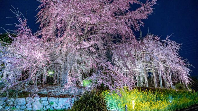 宇治市植物公園の桜ライトアップの画像