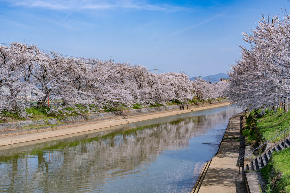 きれいな前川堤の桜並木の画像