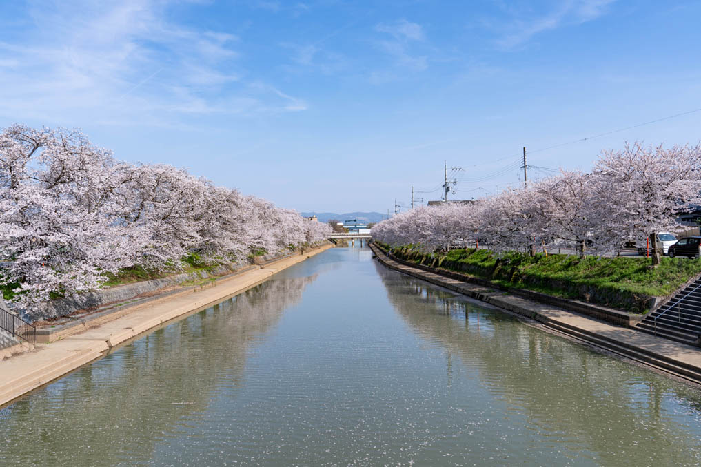 前川堤の桜並木の画像