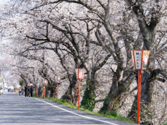 前川堤の桜の画像
