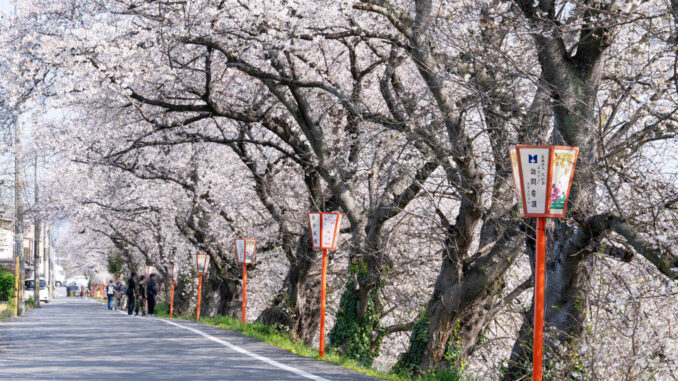 前川堤の桜の画像