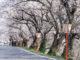 前川堤の桜の画像