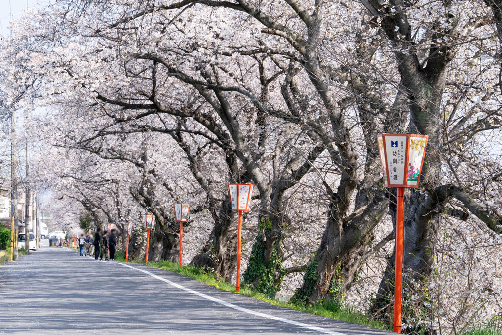 前川堤の桜の画像